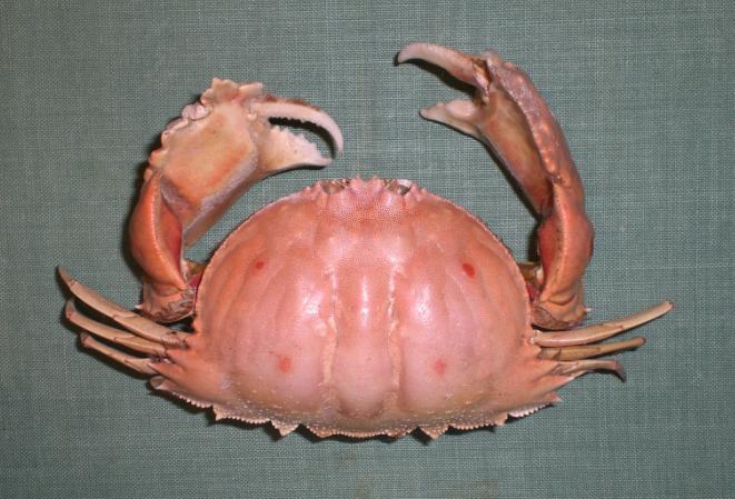 calappa quadrimaculata.bmp